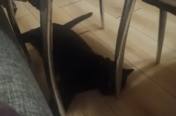 Чёрный кот найден: Некрасовский пер., 28