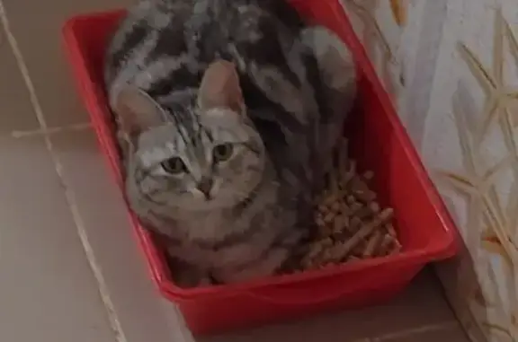 Найдена кошка в Еманжелинске