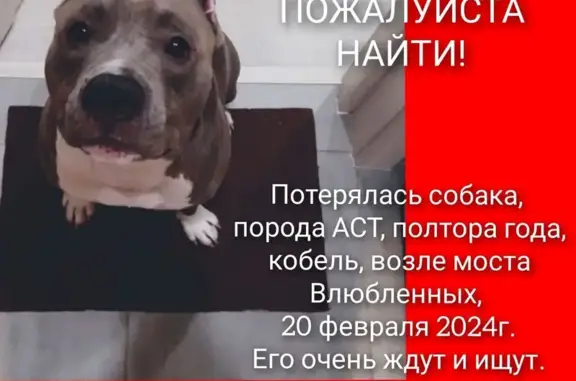 Пропала собака: Первомайская, 15