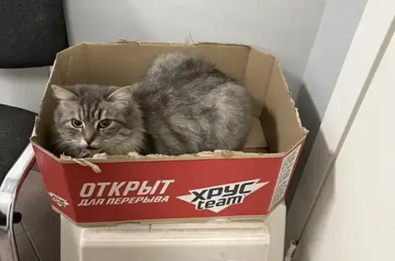 Пропала кошка, ул. Антонова-Овсеенко, 32