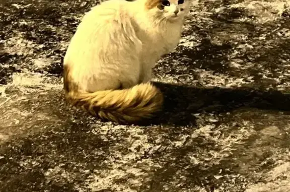 Найден кот: ул. Чапаева, 3, Химки
