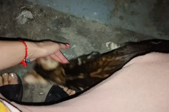 Найдена кошка ул. Давыдова, 36