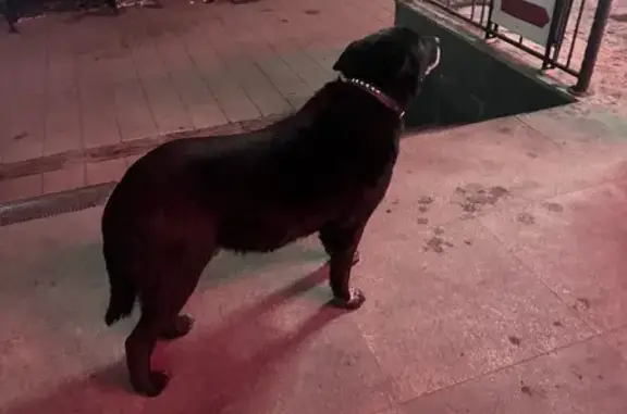 Найдена черная собака, ул. Виля Липатова
