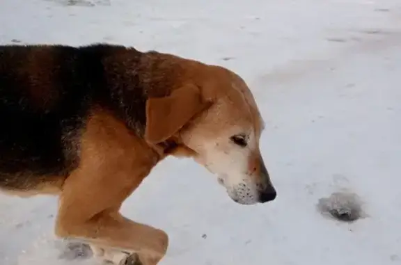 Найдена собака в Спешнево-Иваново