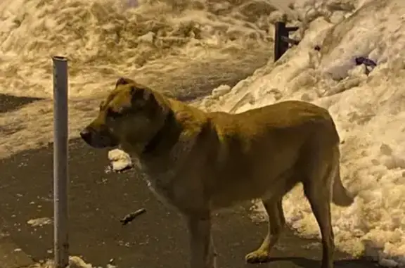Найдена собака: Большая Филёвская, 49 к1