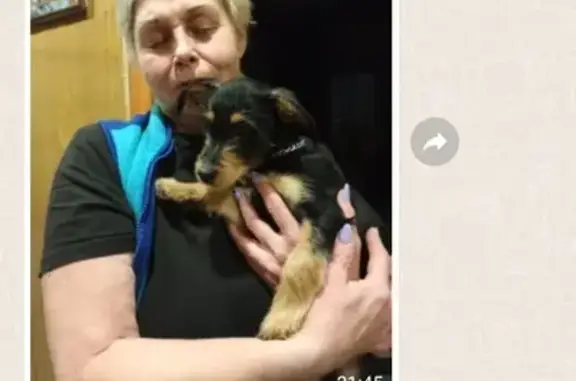 Найден щенок: ул. Э. Алексеевой, 68