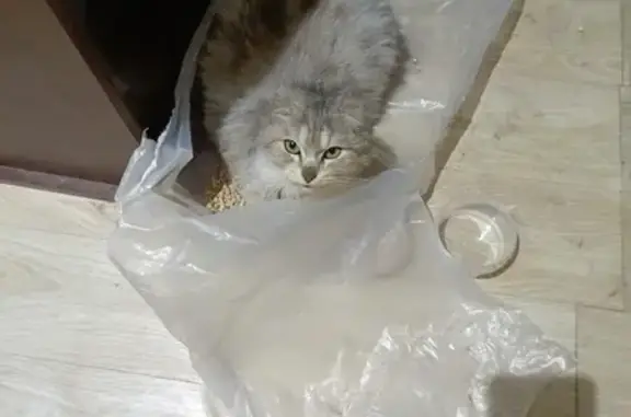 Найдена кошка: Комсомольская, 82