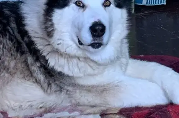 Собаки потеряшки, Уфа, фото: Потеряшка Амур, 3 года, Уфа