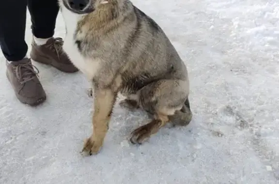 Найдена собака: Уральская ул., 23 к1