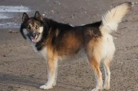 Пропала собака у Саратовского моста