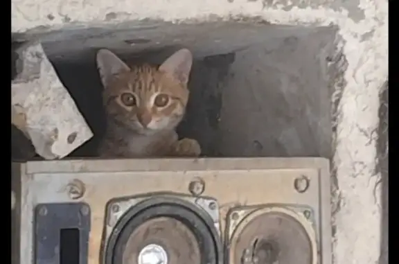Найдена кошка, Бигичева 4, Казань