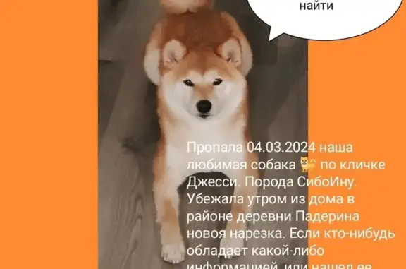 Пропала собака: 1-й Каменский пер., Падерина