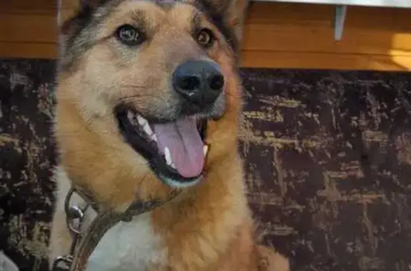 Найдена собака в Скоморохово, ищем хозяина