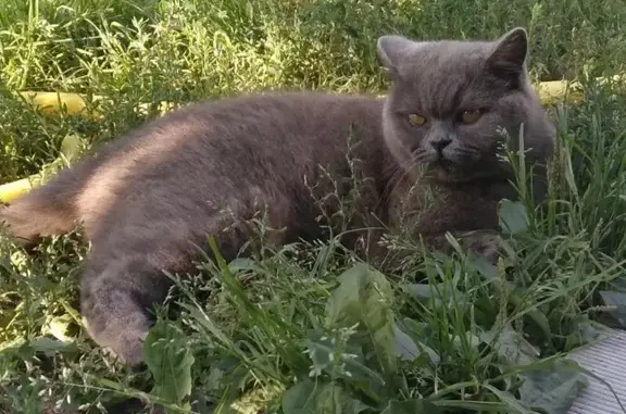 Пропала кошка в Жуковке, Брянской