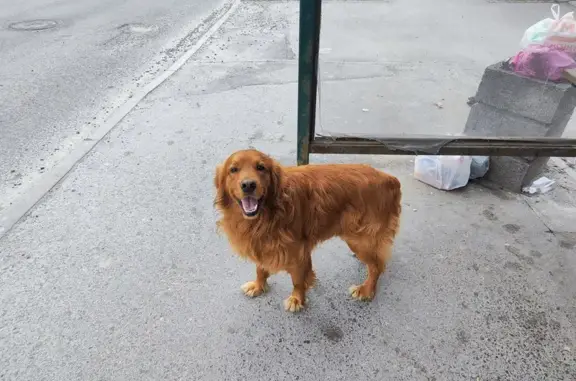 Найдена собака на пер.Молодогвардейском