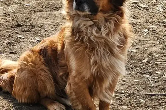 Найдена собака в Центр. парке, Кисловодск