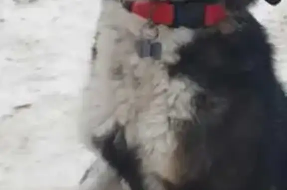 Найдена щенок-девочка, ул. Прогресс, Тула