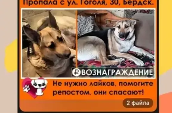 Пропала собака, ул. Суворова, 44