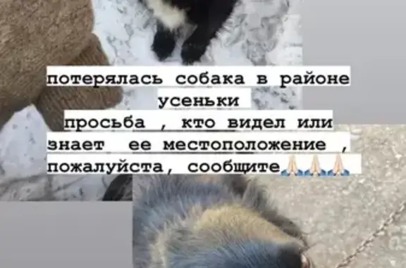 Пропала собака, ул. Ситдикова, Туймазы