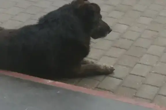 Найдена собака: Шоссе Энтузиастов, 34