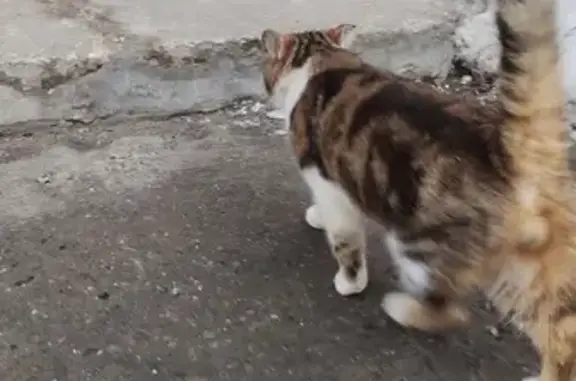 Найден кот: ул. Мира, 3, Чехов