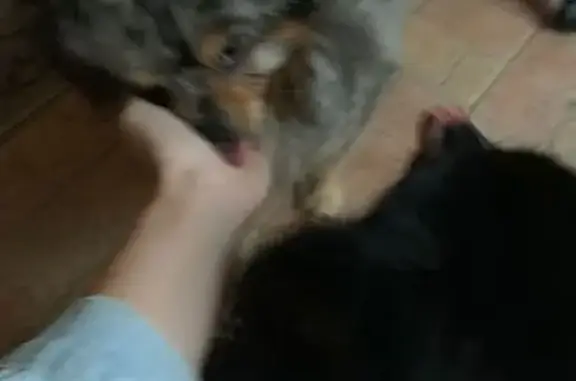 Собаки потеряшки, , фото: Потеряшка собака: ул. Марченко, 51А