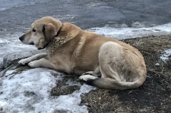 Найдена собака ул. Сулимова, 61