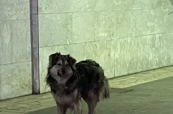 Найдена собака на пр. Ленина, 18