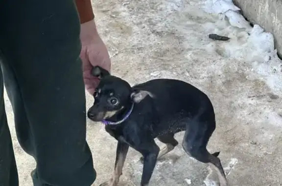 Собака найдена: Островская 20, Волгоград