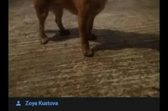 Пропала собака Лева, ул. Луначарского