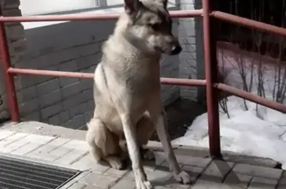 Найдена собака на Беломорской, 14