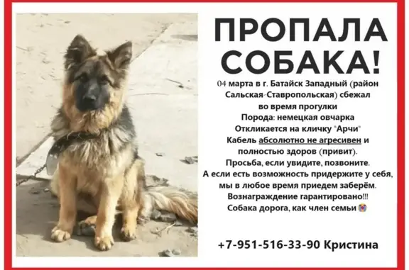 Пропала собака, Грузинская 273В, Батайск