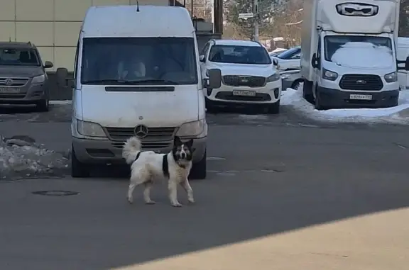 Найдена собака на Парковой, Щербинка