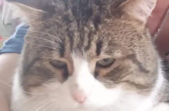 Пропала кошка: Цюрупы, 27, Ишимбай