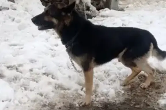 Найдена собака, Волгоградская 2Г, Воронеж