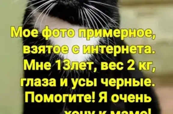 Пропала кошка Кузя, ул. Карла Маркса, 213