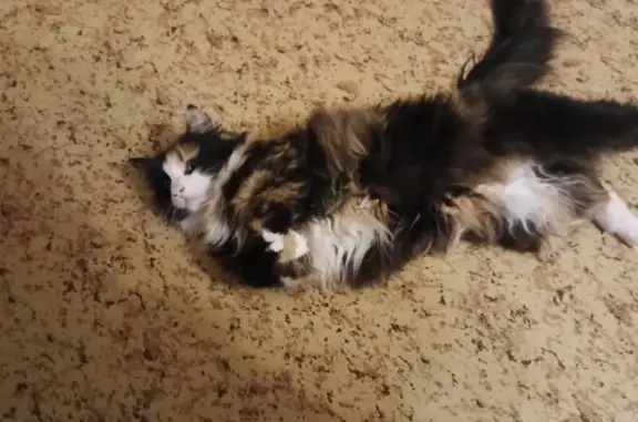 Объявления о пропавших и найденных животных, Санкт-Петербург, фото: Пропала кошка: ул. Симонова, 4к1