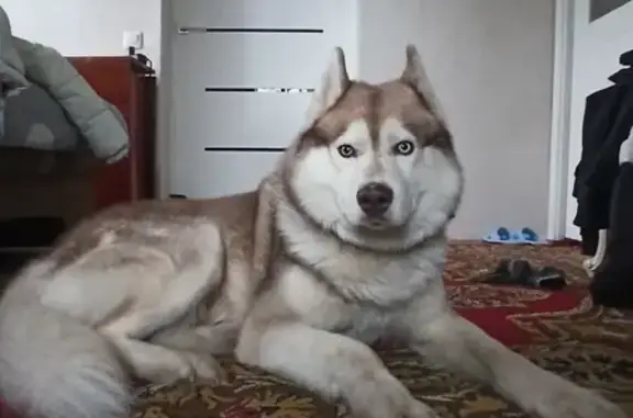 Найденные животные Курск, фото: Найден хаски, пр-т Дружбы, Курск