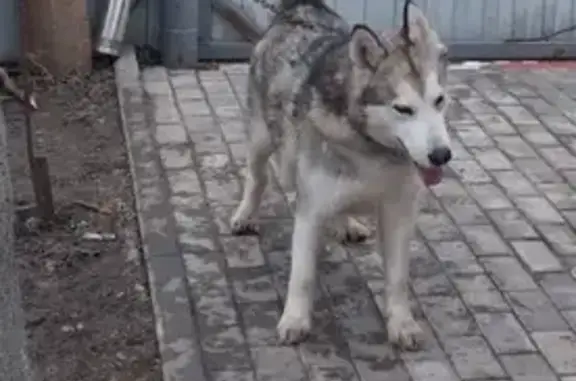 Найдена собака, ул. Дорожная, Воронеж