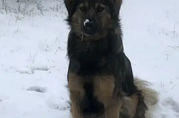 Собаки потеряшки, Пенза, фото: Потеряшка собака, Виражная 24, Пенза