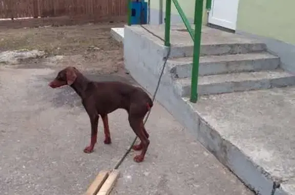 Найдена собака, Ульяновская ул., Минск