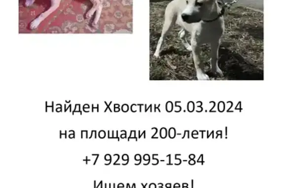Найден щенок, пл. 200-летия, Ставрополь