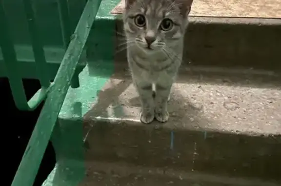 Найдена кошка в Стерлитамаке