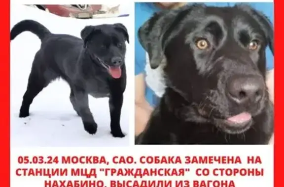 Найдена собака: Астрадамская, 6, МСК