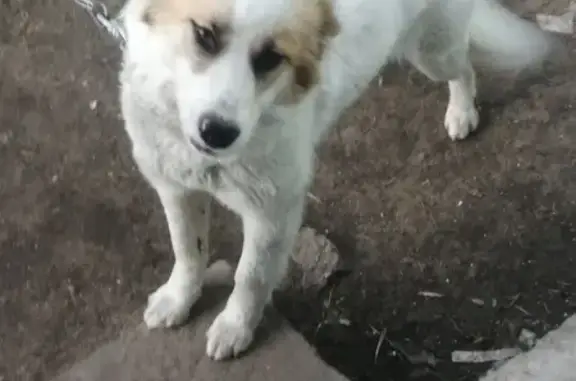 Пропала собака, ул. Плеханова, 59, Тверь