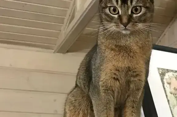 Кошки потеряшки, Санкт-Петербург, фото: Потеряшка абиссинка: Лэмз, СПб