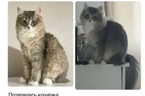 Пропала кошка: Маркса, 75, Обнинск