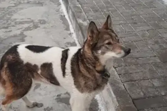 Найдена собака на Залесном проспекте
