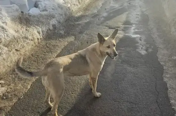 Найдена собака: Хлебозаводская, 5