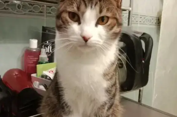 Пропала кошка: Текстильная, 18, Псков